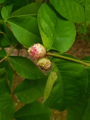 Phylloxera spinosa
