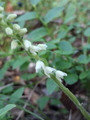 lesser rattlesnake plantain