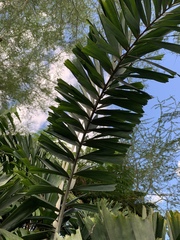 Nephrosperma vanhoutteanum