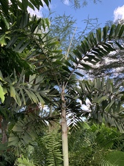 Nephrosperma vanhoutteanum