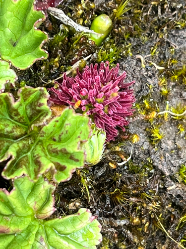 Gunnera magellanica, photograph 5