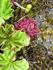 Gunnera magellanica, photograph author not stated, no rights reserved