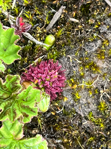Gunnera magellanica, photograph 4