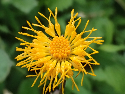 Gynura formosana Kitam.