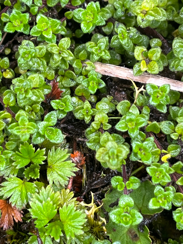 Clinopodium nubigenum, photograph 4