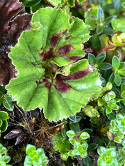 Gunnera magellanica, photograph author not stated, no rights reserved
