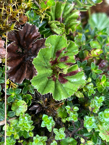 Gunnera magellanica, photograph 3