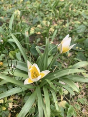 Tulipa urumiensis