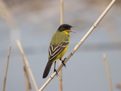 Motacilla flava feldegg