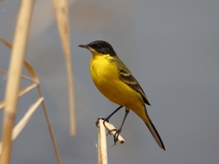 Motacilla flava feldegg