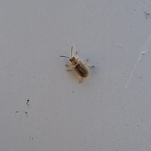 Monoxia obesula