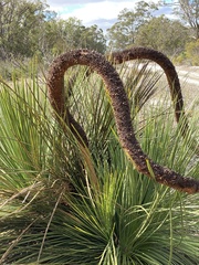 Xanthorrhoea platyphylla