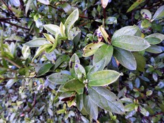 Rhododendron macrosepalum