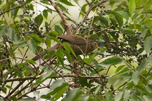 Taiwan Hwamei (Garrulax taewanus), photo 5