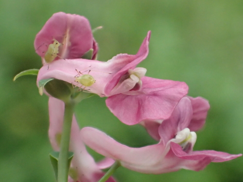 Image of Corydalis decumbens by no rights reserved