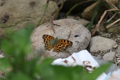Polygonia c-aureum lunulata