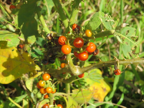 Solanum jamaicense