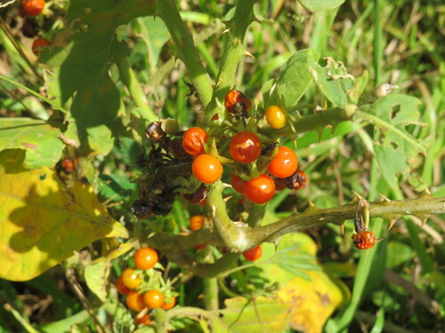Solanum jamaicense, photograph 1
