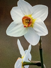 Narcissus poeticus