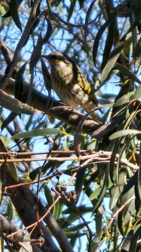 Singing Honeyeater