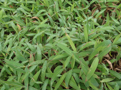 Ischaemum ciliare