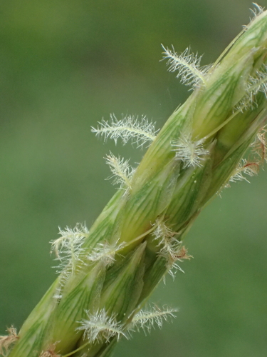Ischaemum ciliare