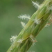 Ischaemum indicum - Photo no rights reserved, uploaded by 葉子