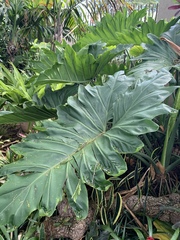 Thaumatophyllum undulatum