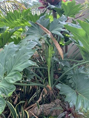 Thaumatophyllum undulatum