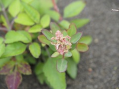 Chenopodium acuminatum virgatum
