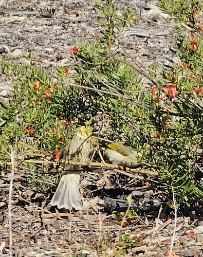 White-plumed Honeyeater