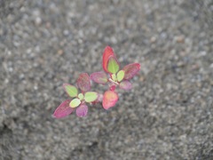 Chenopodium acuminatum virgatum