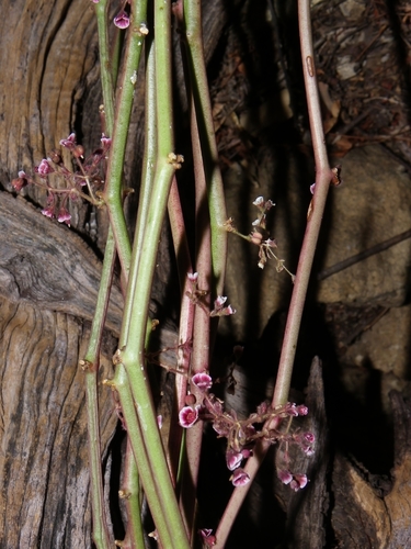 Euphorbia guiengola, photograph 1