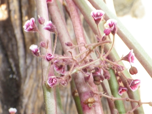 Euphorbia guiengola, photograph 2