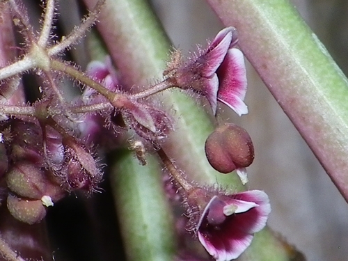 Euphorbia guiengola, photograph 3