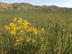 Monolopia lanceolata