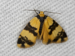 Thallarcha chrysochares