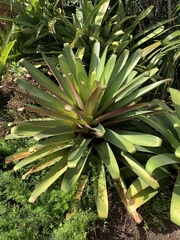 Alcantarea imperialis