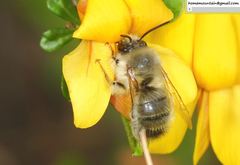 Anthophora plagiata