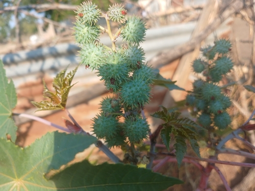 castor bean