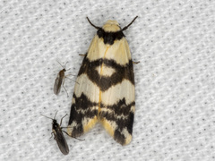 Thallarcha albicollis
