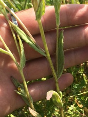 Monolopia lanceolata