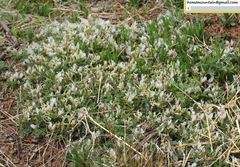 Astragalus scaberrimus