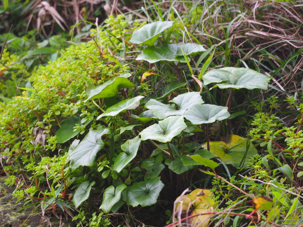 Farfugium japonicum, 台灣新北市