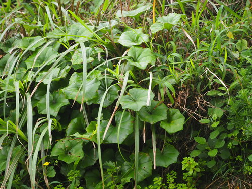 Farfugium japonicum