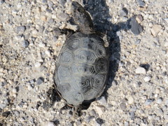 Malaclemys terrapin pileata