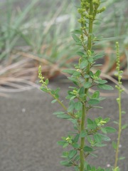 Chenopodium acuminatum virgatum