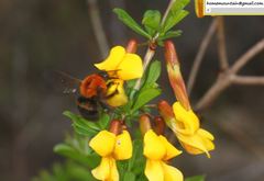 Bombus longipes