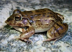 Leptodactylus bufonius