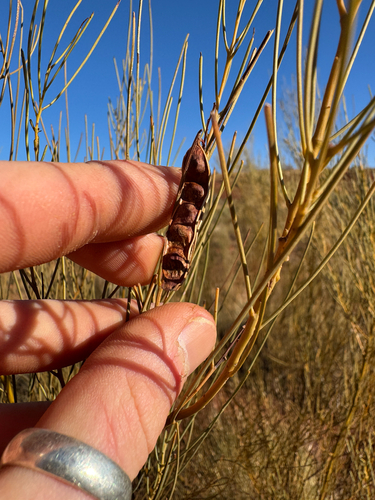 Acacia pachyacra